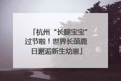 杭州“长腿宝宝”过节啦！世界长颈鹿日邂逅新生幼崽